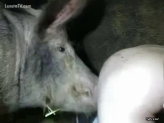 a pig fucks a young baby 1