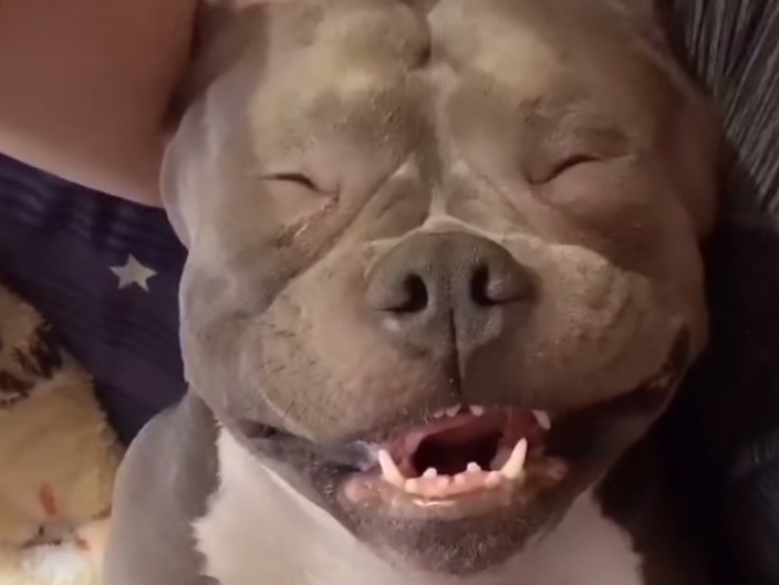 zoophilia webcam slut slut lets her little dog lick herout